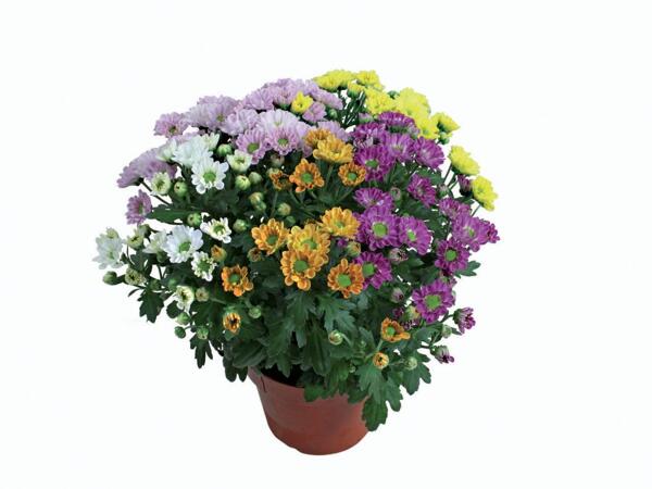 Chrysanthemums