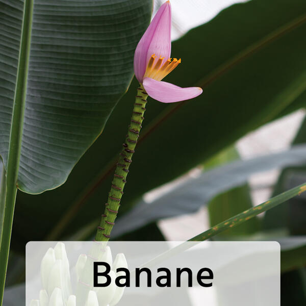 Exotische Früchte