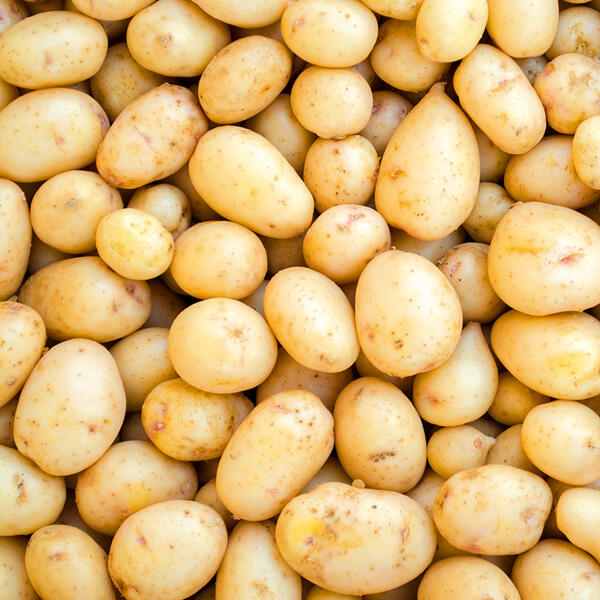 Premium Speisekartoffeln