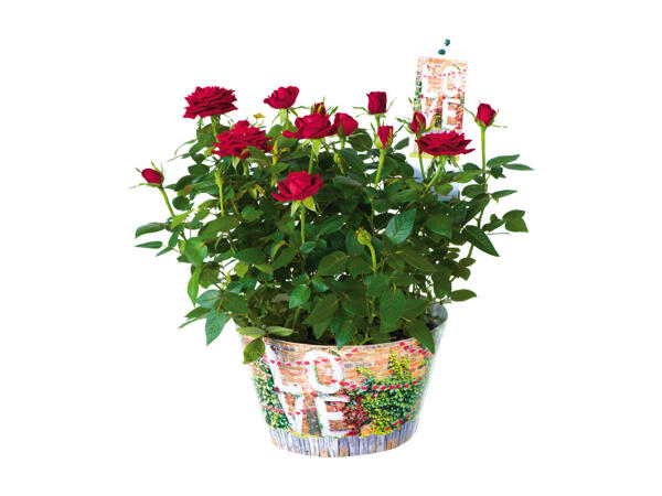 Roses in "Love" decorative pot