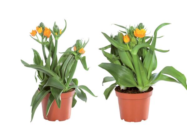 Ornithogalum