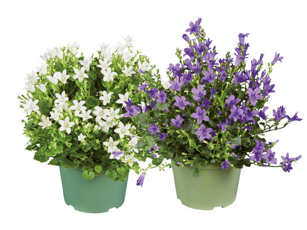 Campanula