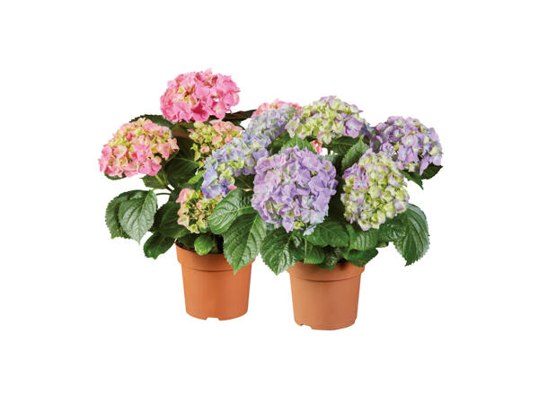 Hortensia