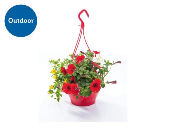 Colourful Hanging Baskets