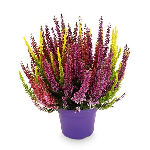 Calluna Six Mix