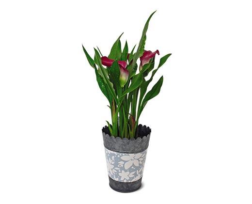 Calla Lily in Can Assorted Colors