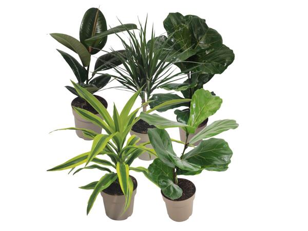 Green plants