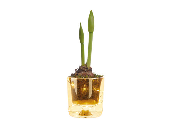 Amaryllis in Glass with Light