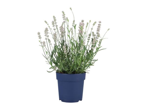 English Lavender