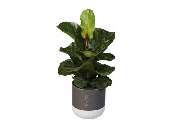 Assorted Easy Care Houseplants
