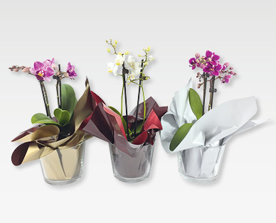 Phalaenopsis de Nouvel An