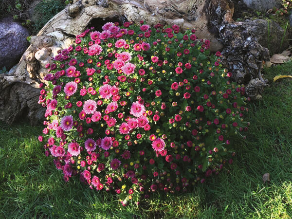 Frilands chrysanthemum