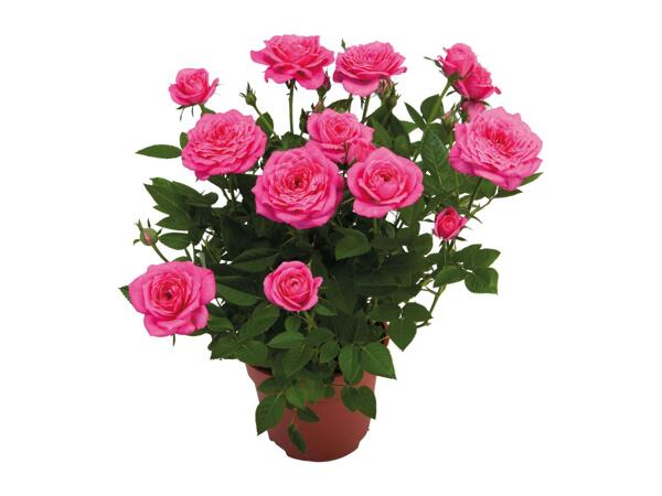 Mini Rose