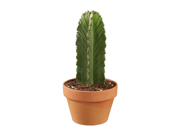 Cactus dans un pot en terre cuite