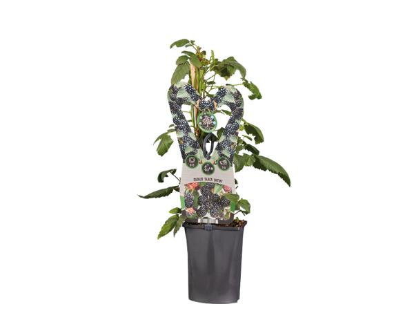 Berry Plants