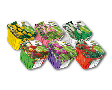 Blumenzwiebelmix