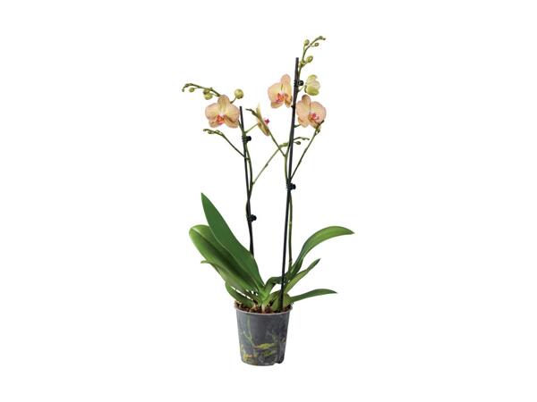 2 Stem Orchid