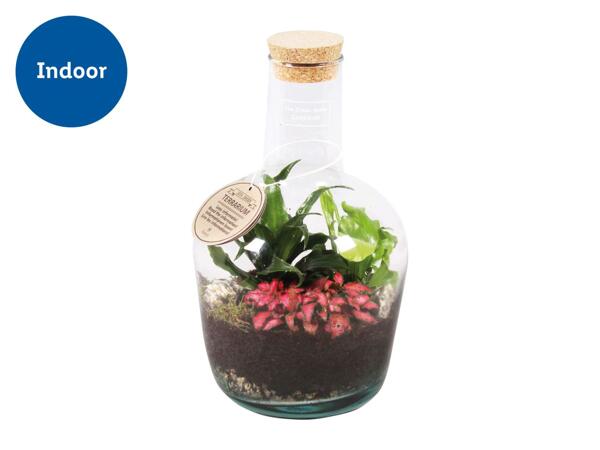 Bottle Terrarium