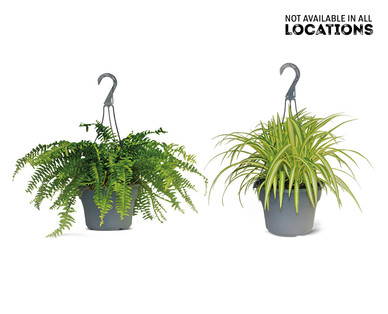 8" Foliage