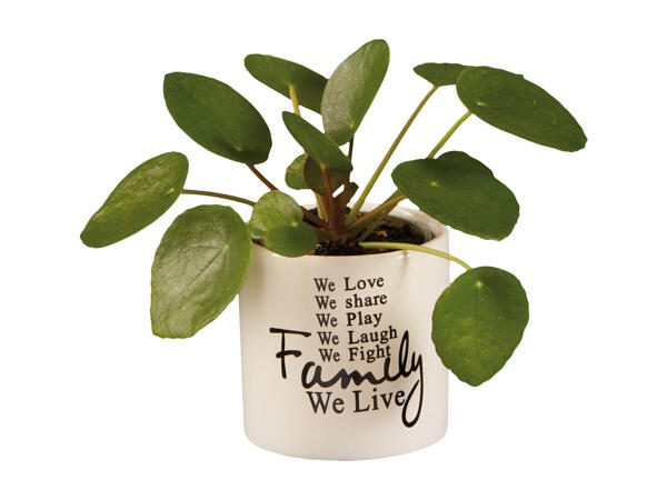 Pancake Pilea