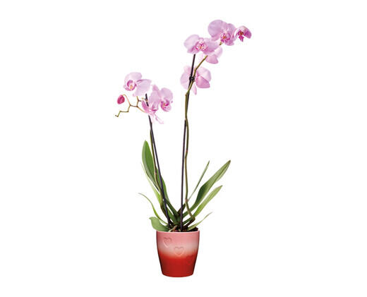 5" Easy Orchid Assorted Colors