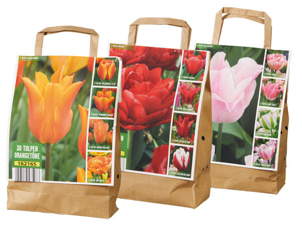 Tulpenzwiebelmix Ton in Ton