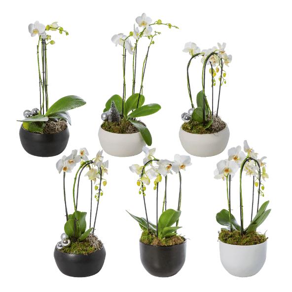 Orchidée