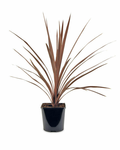 Cordyline