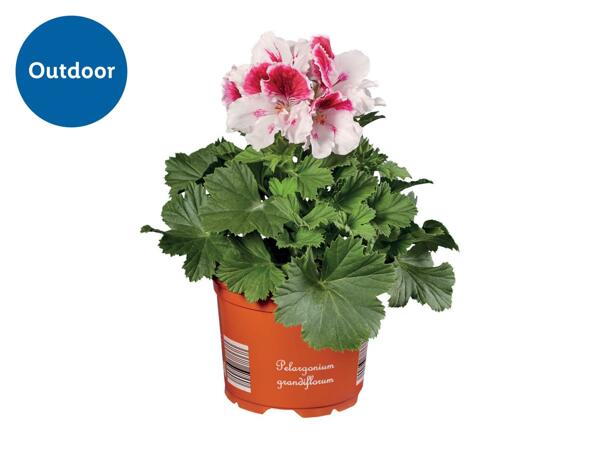 Geranium Grandiflorum