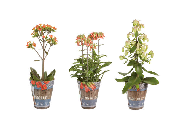 KALANCHOE SPECIAL MIX