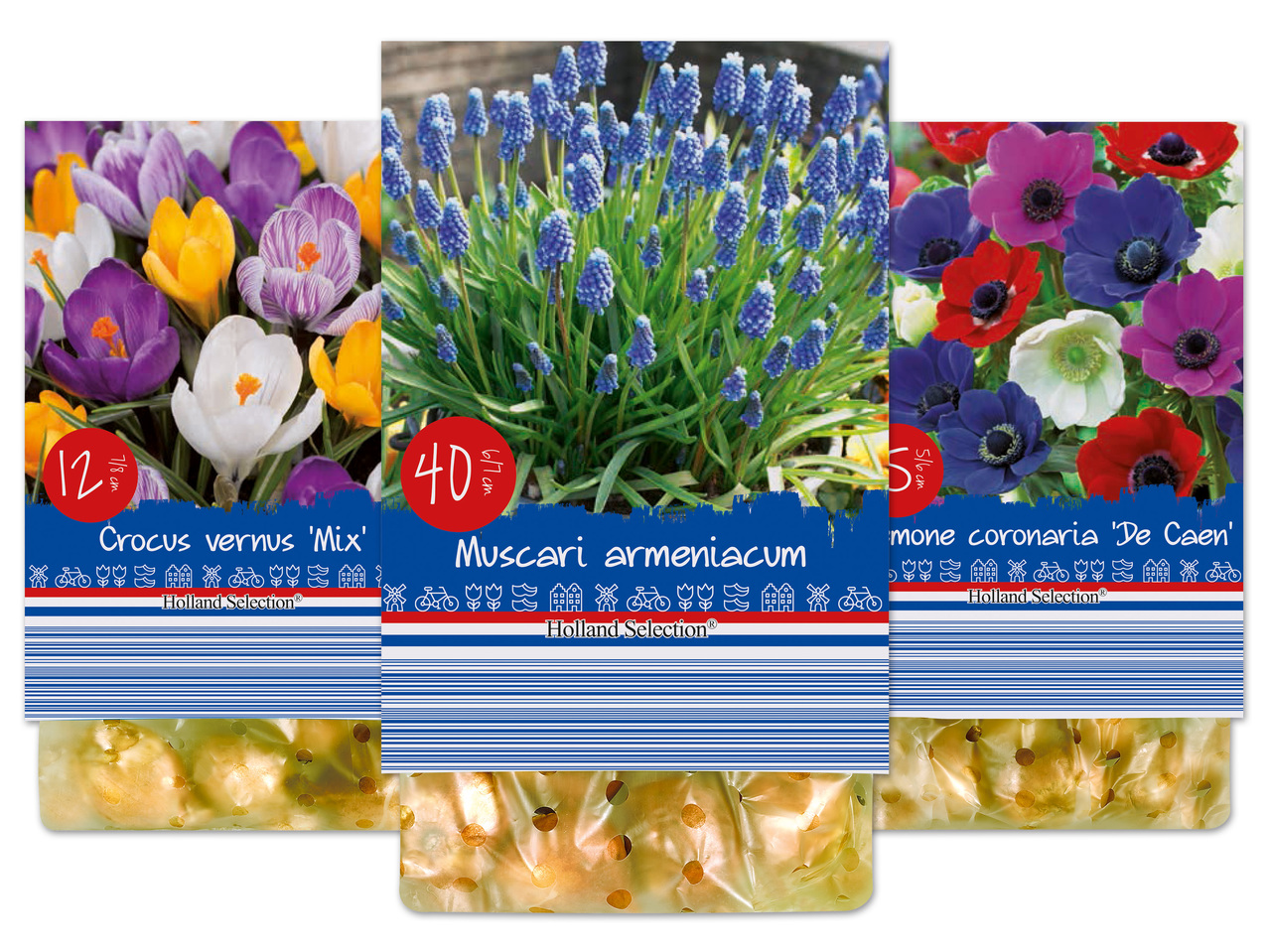 Frühjahrsblumenzwiebel