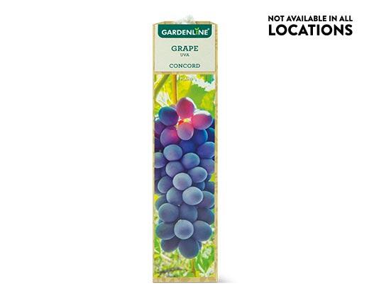Gardenline Berry Bush Assorted Varieties