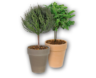 Plantes aromatiques
