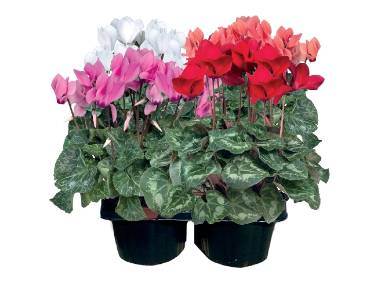 British Cyclamen