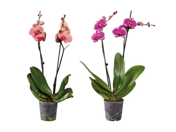 Phalaenopsis 2 tiges