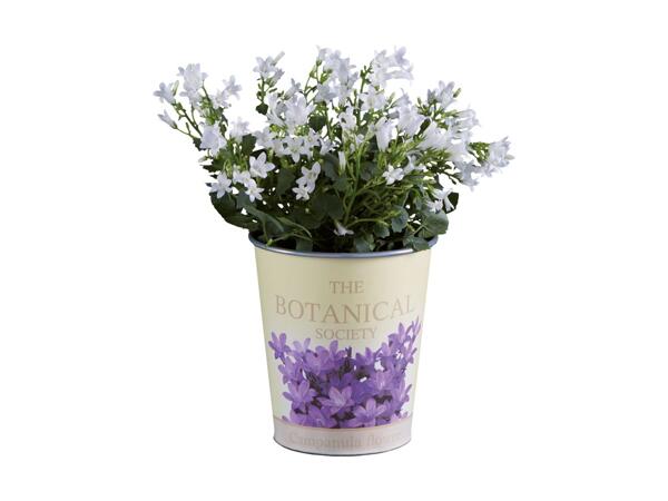 Campanula in Zinc Pot