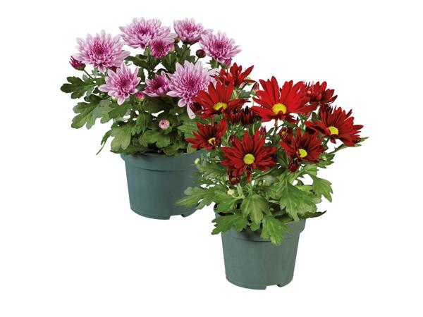 Chrysanthemums