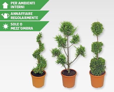 Piante ornamentali