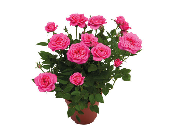 Mini Rose