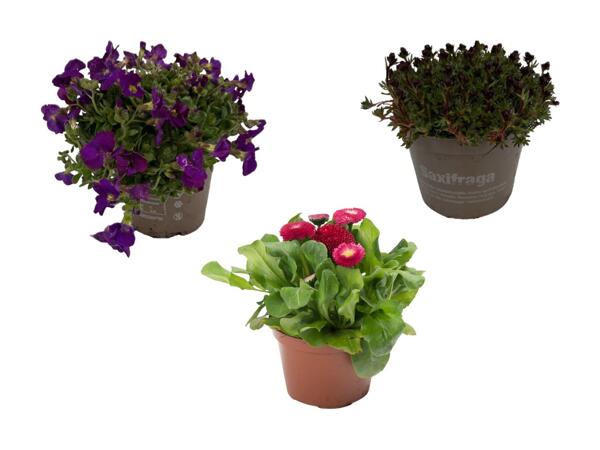 Blåpude, tusindfryd eller saxifraga