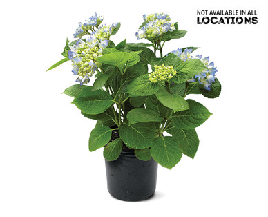 8" Hydrangea
