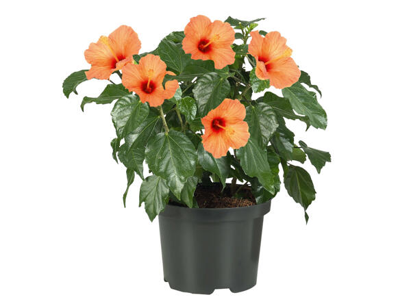 Hibiskus Busch