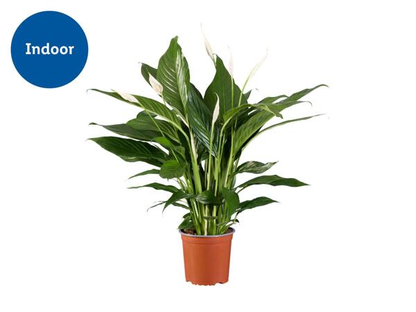 Gifting Peace Lily
