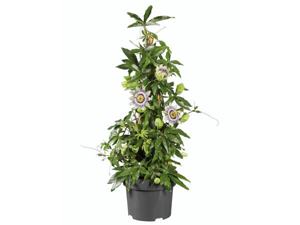 Passiflore en forme de pyramide
