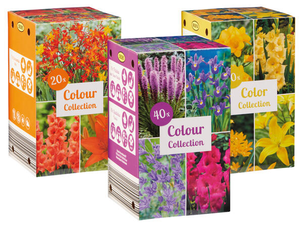 Herbstblumenzwiebeln Kollektion