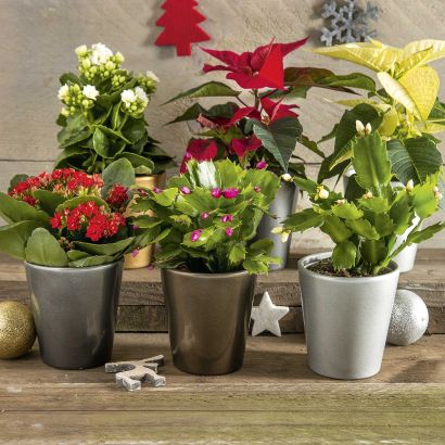 Plante de Noël
