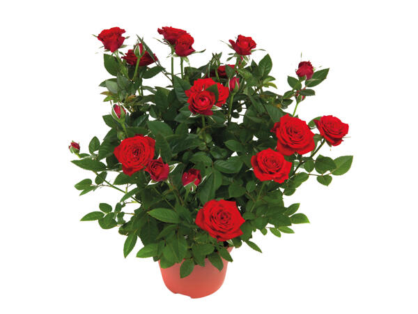 Mini Rose