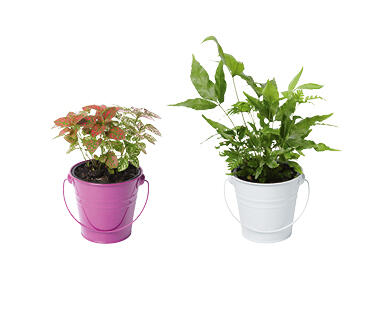 Fern Planter