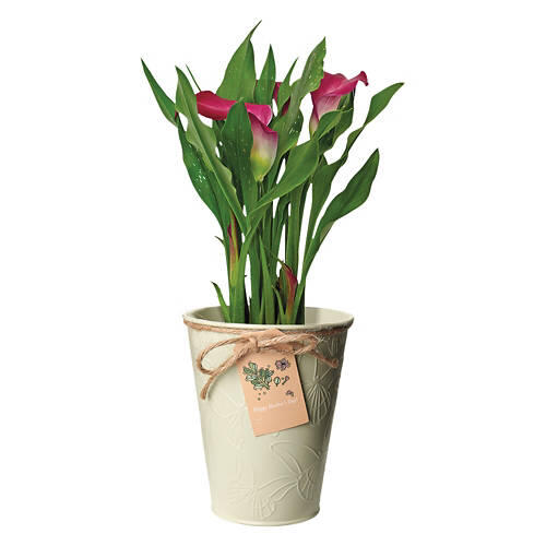 Calla Lily in Watering Can