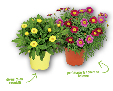 Pianta fiorita italiana